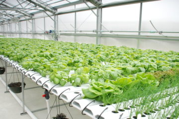 Hydroponics